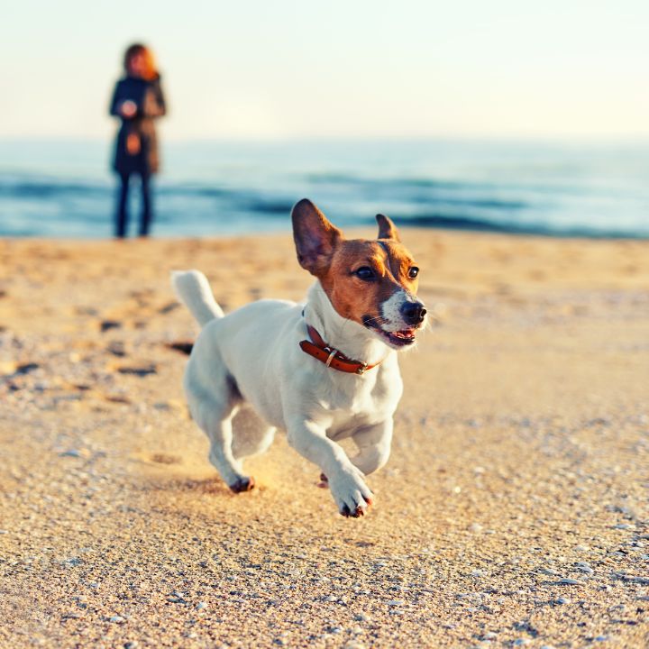 Dog Friendly callout